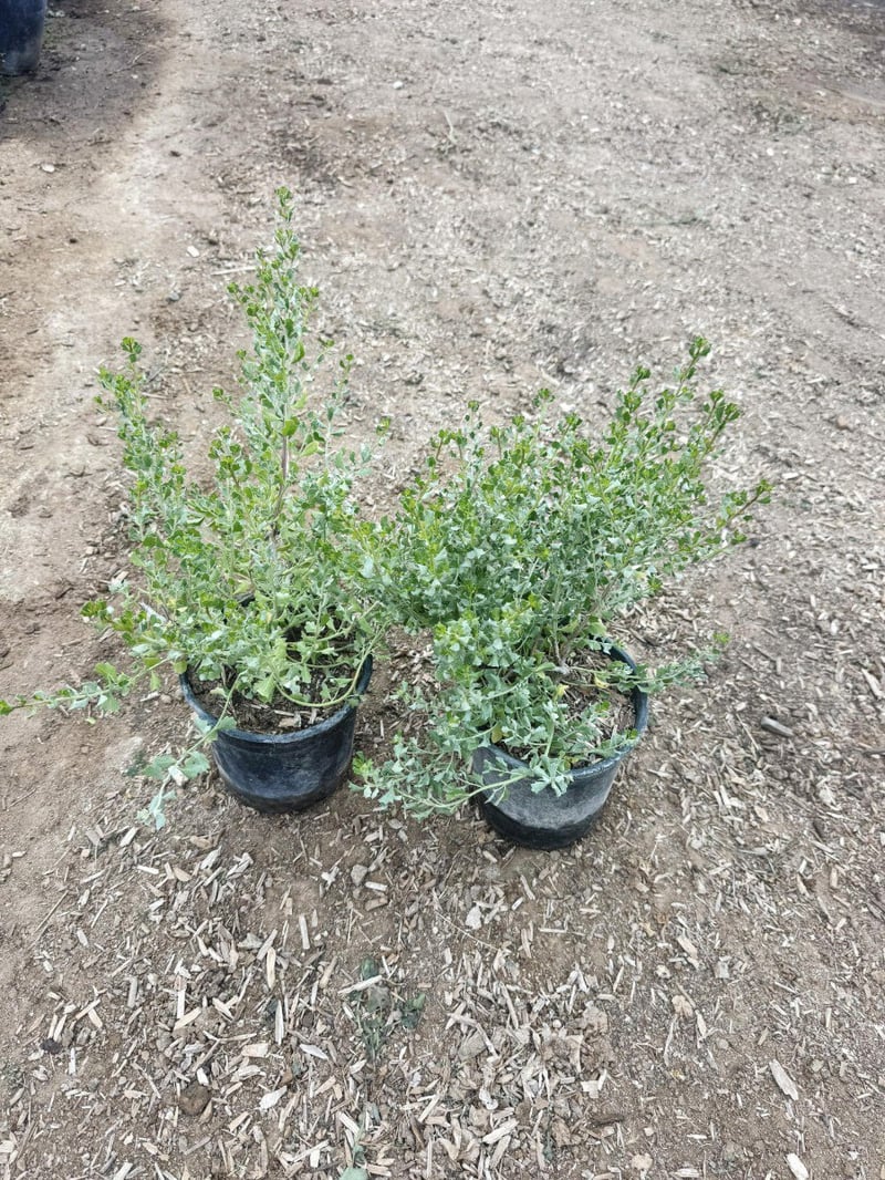 Photo for Baccharis pilularis 'Pigeon Point' (Pigeon Point Dwarf Coyote Brush)