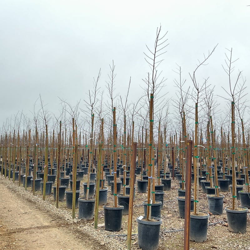 Photo for Celtis sinensis (Chinese Hackberry)