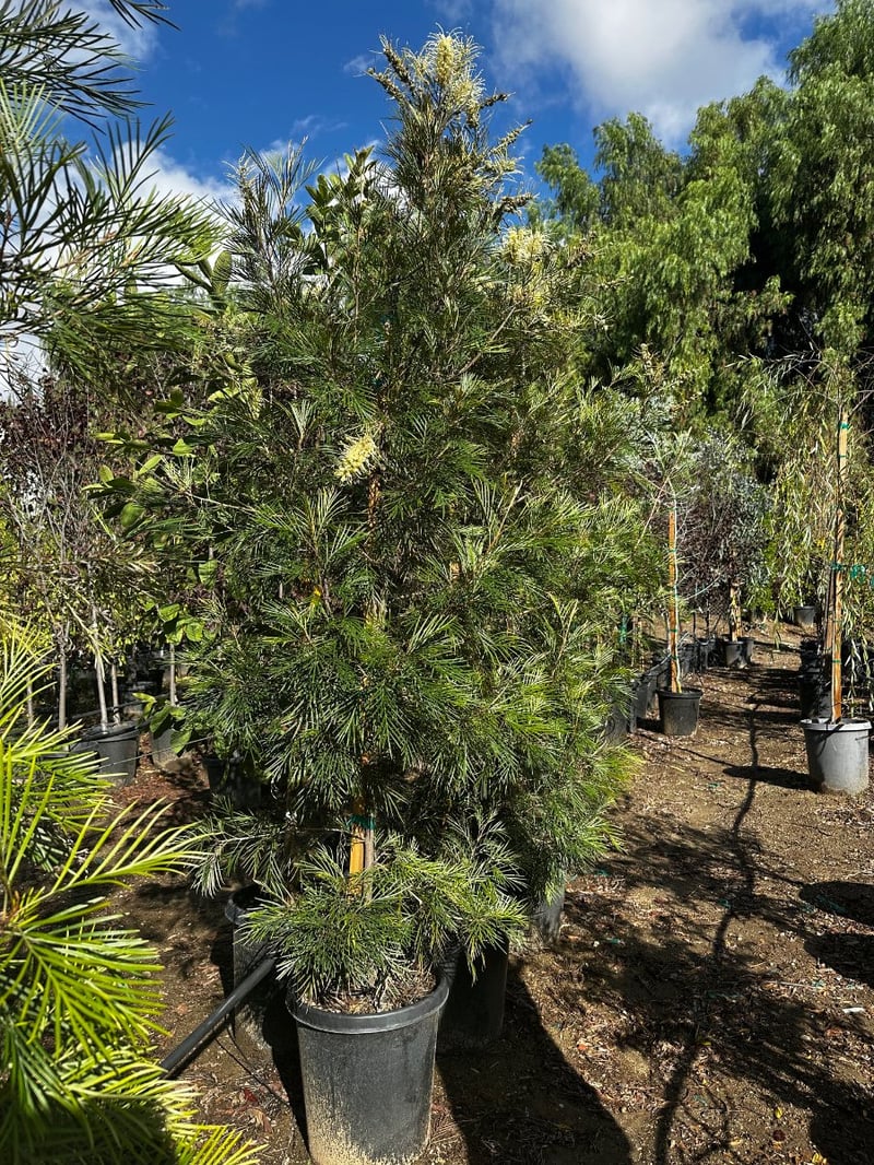 Photo for Grevillea 'Moonlight' (Moonlight Grevillea)