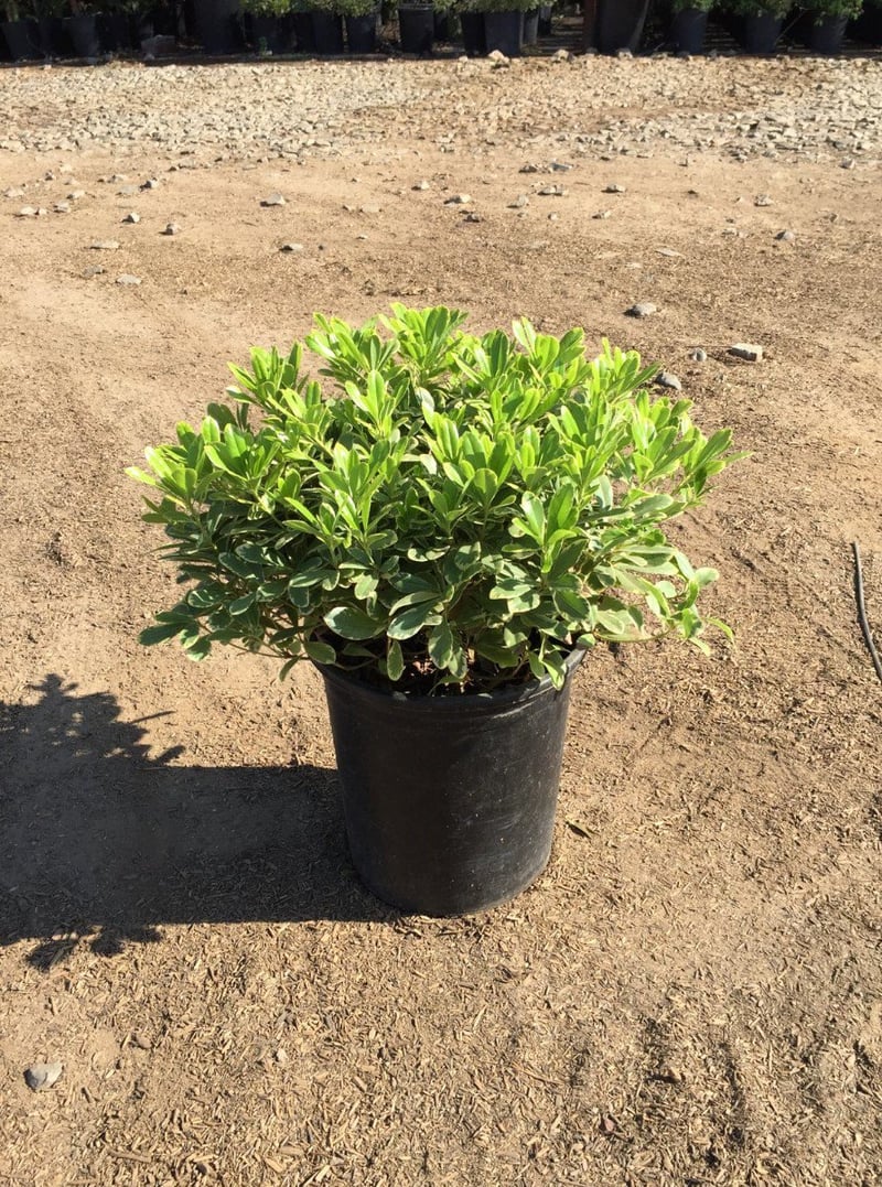 Photo for Pittosporum tobira 'Turner's Variegated Dwarf' (Turner's Variegated Dwarf Pittosporum)