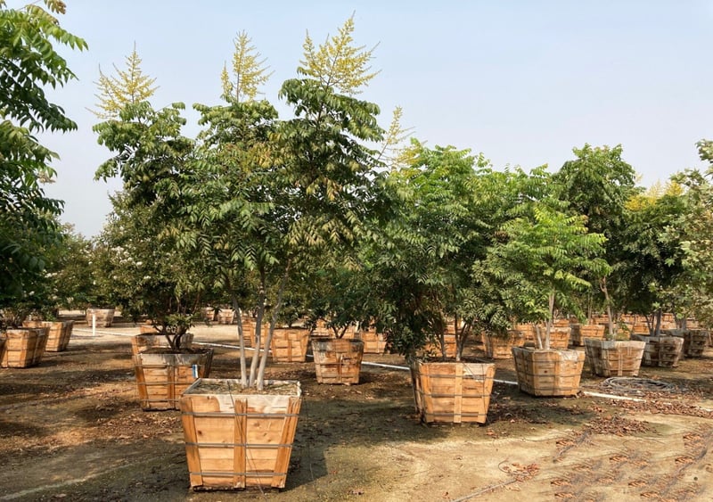 Photo for Koelreuteria bipinnata (Standard) (Chinese Flame Tree)