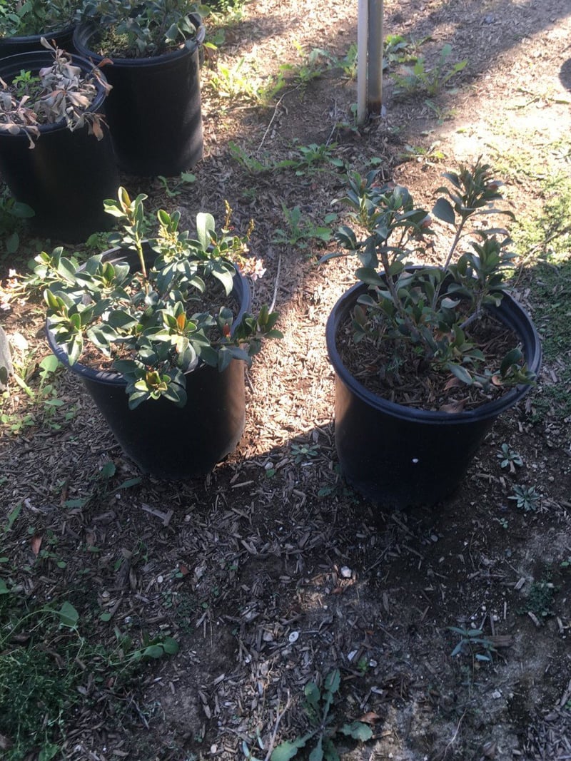 Photo for Rhaphiolepis indica 'Ballerina' (Ballerina Indian Hawthorn)