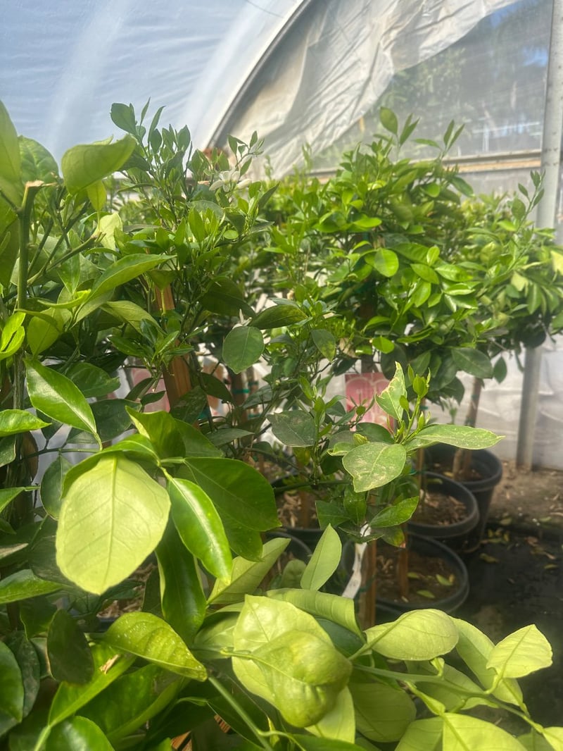 Photo for Citrus sinensis 'Cara Cara' (Cara Cara Pink Navel Orange)