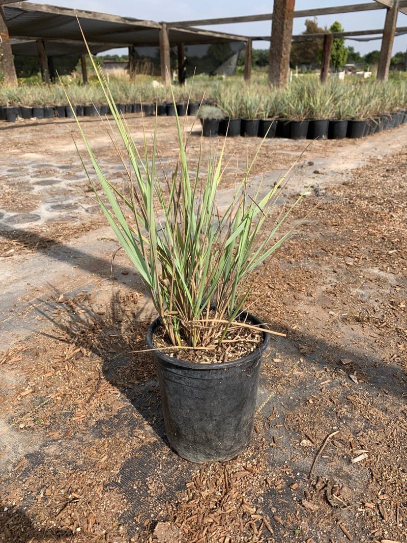 Photo for Leymus condensatus 'Canyon Prince' (Blue Lyme Grass)