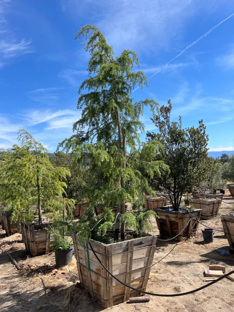 Photo for Cedrus deodara (Deodar Cedar)