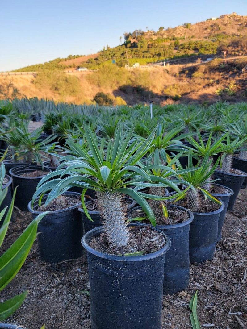 Photo for Beaucarnea recurvata (Ponytail Palm, Bottle Palm)