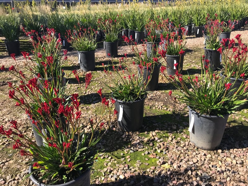 Photo for Anigozanthos (Dwarf) (Dwarf Yellow Kangaroo Paw)