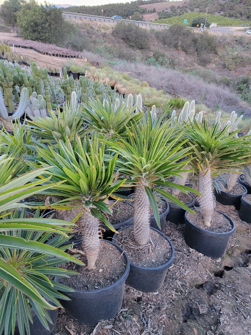 Photo for Pachypodium lamerei (Madagascar Palm)