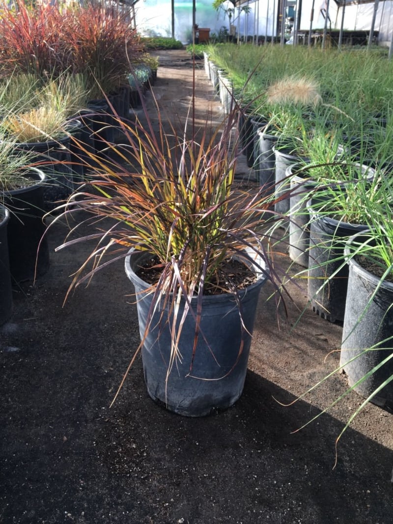Photo for Pennisetum setaceum 'Rubrum' (Purple Fountain Grass)
