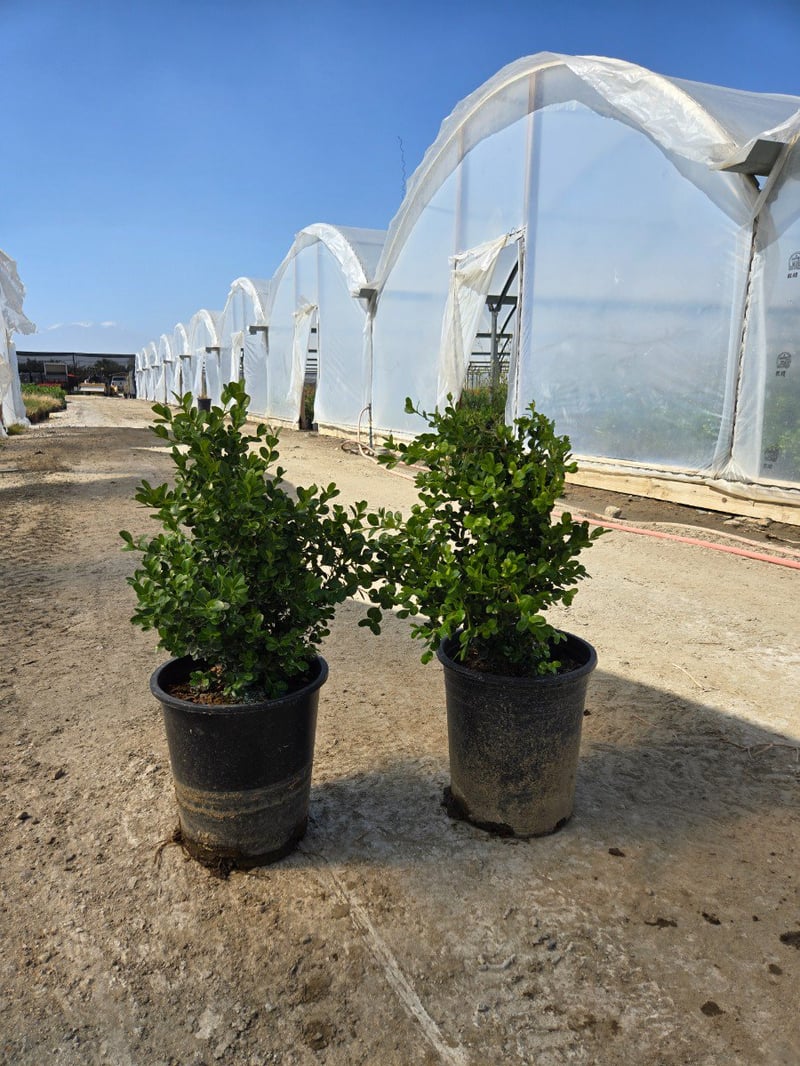 Photo for Buxus microphylla japonica 'Green Beauty' (Japanese Boxwood 'Green Beauty')