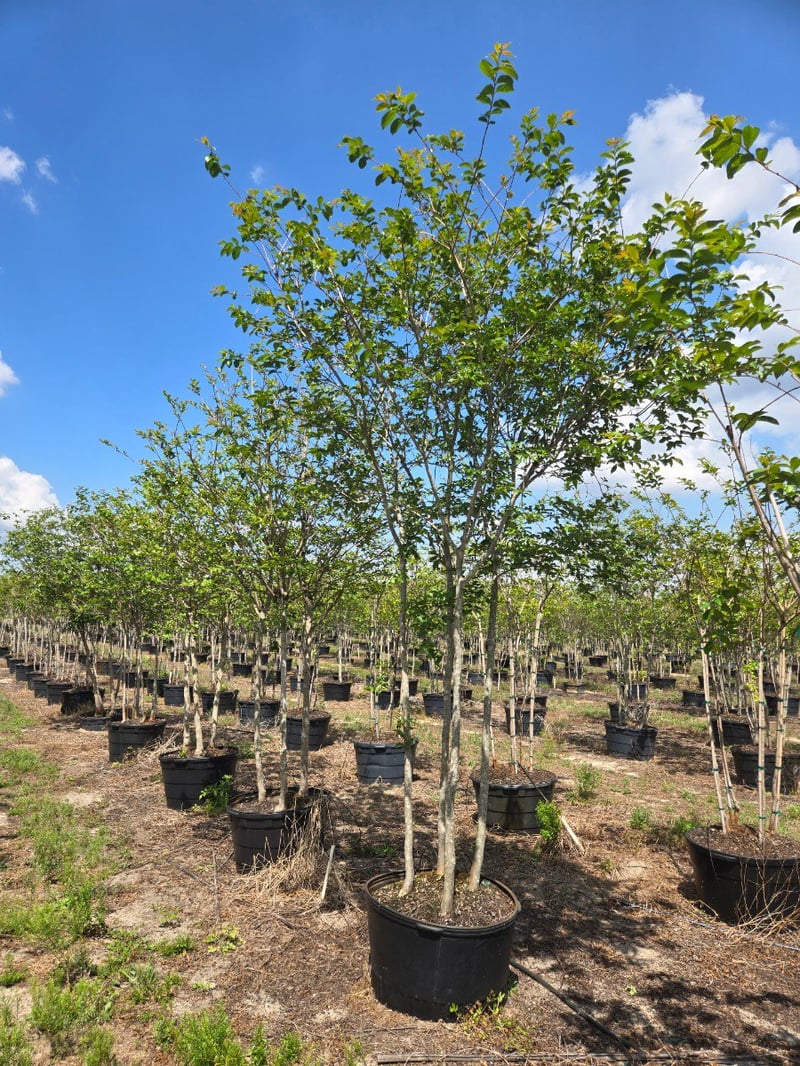 Photo for Lagerstroemia indica x fauriei 'Natchez' (Multi) (Natchez Crape Myrtle)