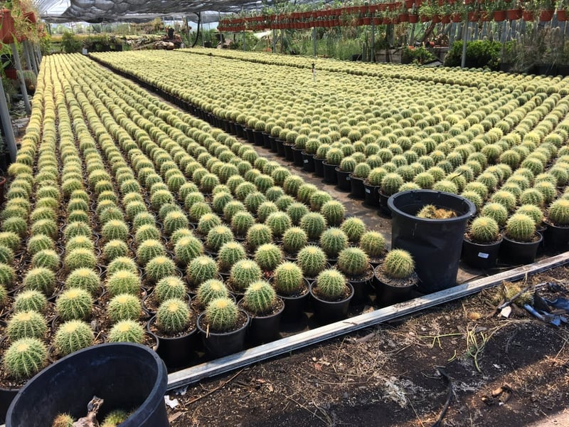 Photo for Echinocactus grussoni (Golden Barrel Cactus)