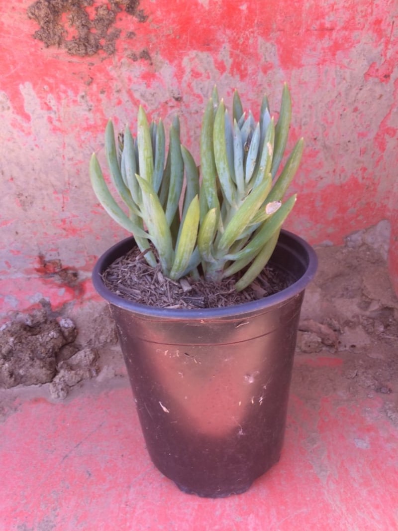 Photo for Senecio mandraliscae 'Blue Chalk Sticks' (Senecio)