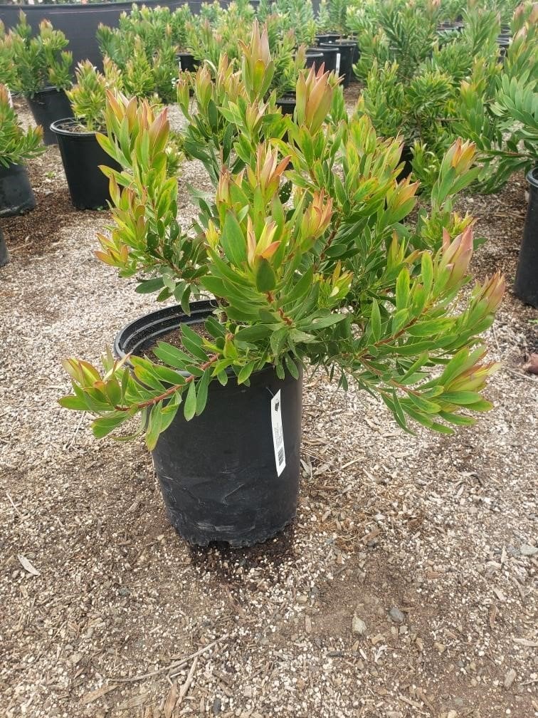 Photo for Leucadendron hybrid ‘Safari Sunset’ (Safari Sunset Conebush)