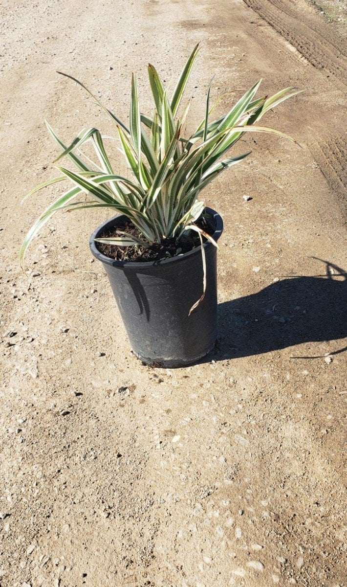 Photo for Dianella tasmanica (Tasman Flax Lily)