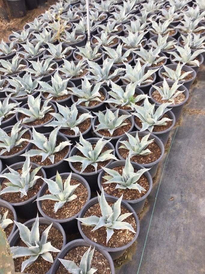 Photo for Agave ovatifolia 'Frosty Blue' (Frosty Blue Whale's Tongue Agave)