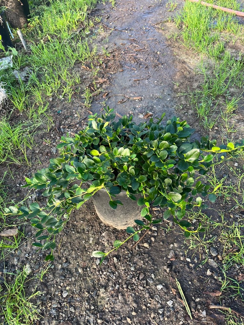 Photo for Carissa macrocarpa ‘Green Carpet’ (Green Carpet Natal Plum)