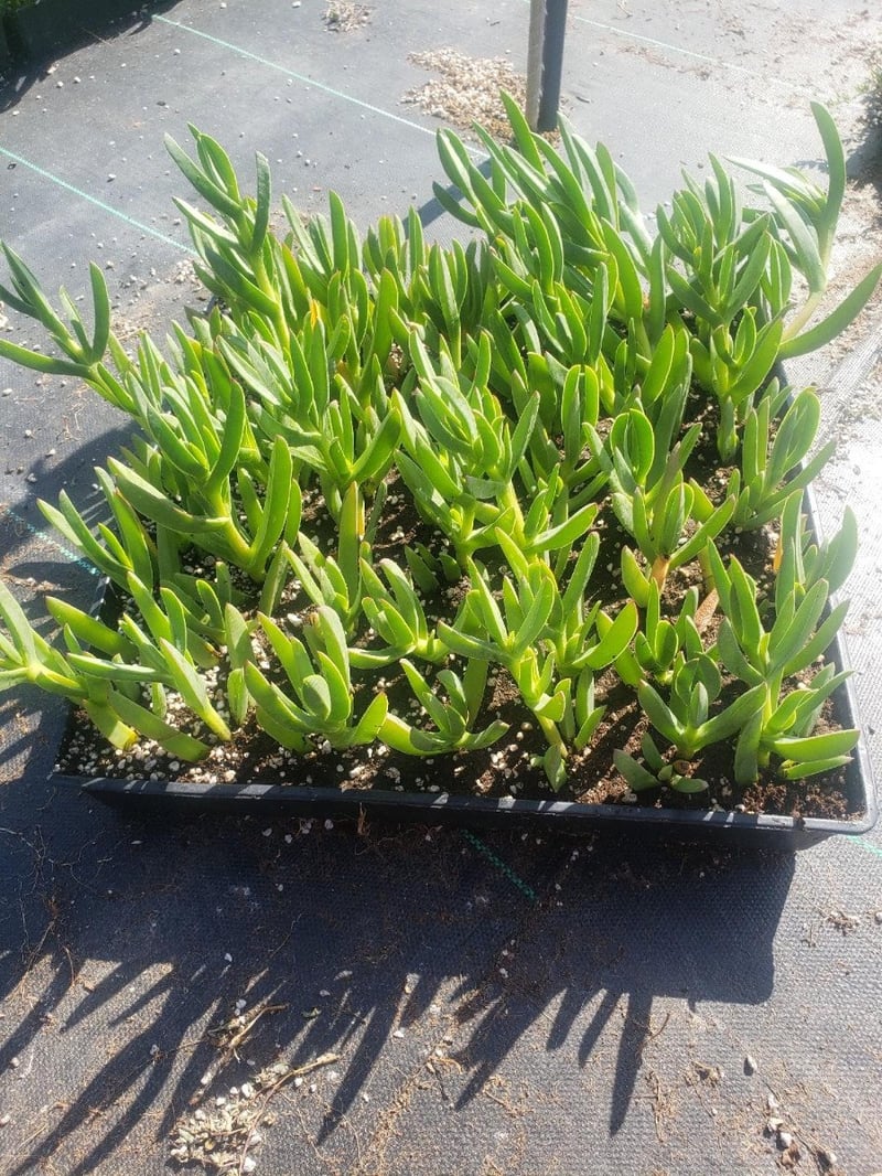 Photo for Carpobrotus edulis (Purple) (Hottentot fig, Iceplant, Sea Fig )