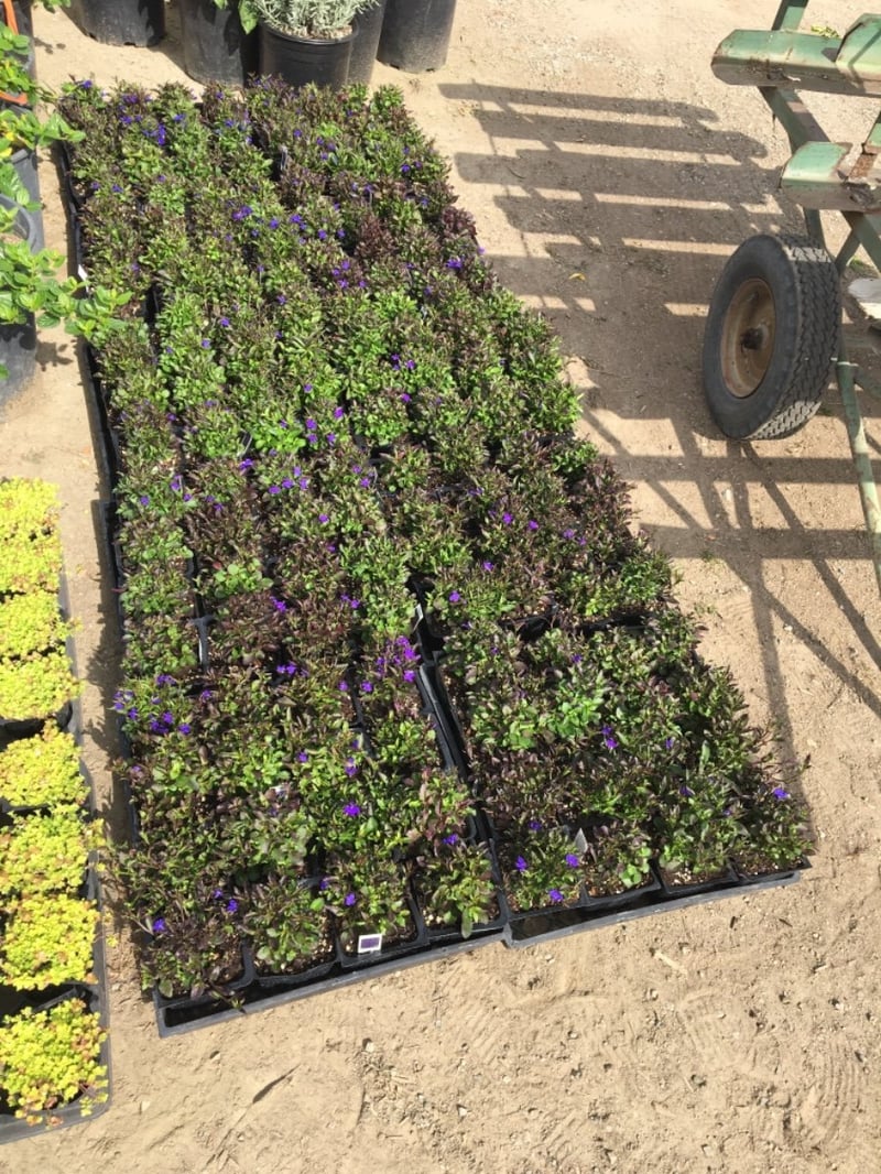 Photo for Lobelia erinus 'Blue' (Blue Lobelia)