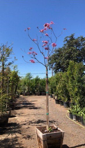 Photo for Tabebuia heterophylla (Standard) (Pink Trumpet Tree)