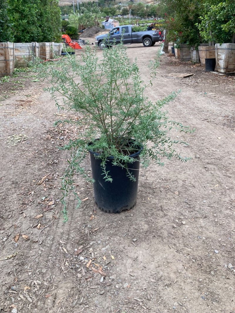 Photo for Westringia fruticosa 'Blue Gem' (Blue Gem Coast Rosemary)