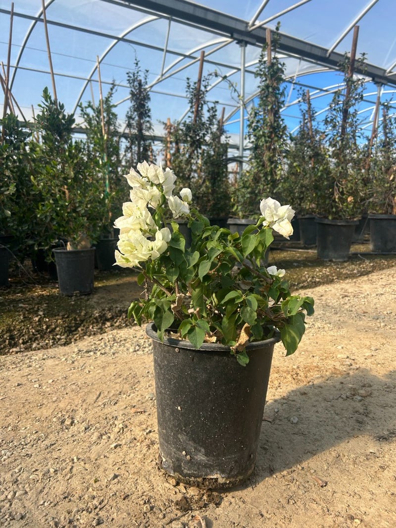 Photo for Bougainvillea 'Jamaica White' (Jamaica White Bougainvillea)