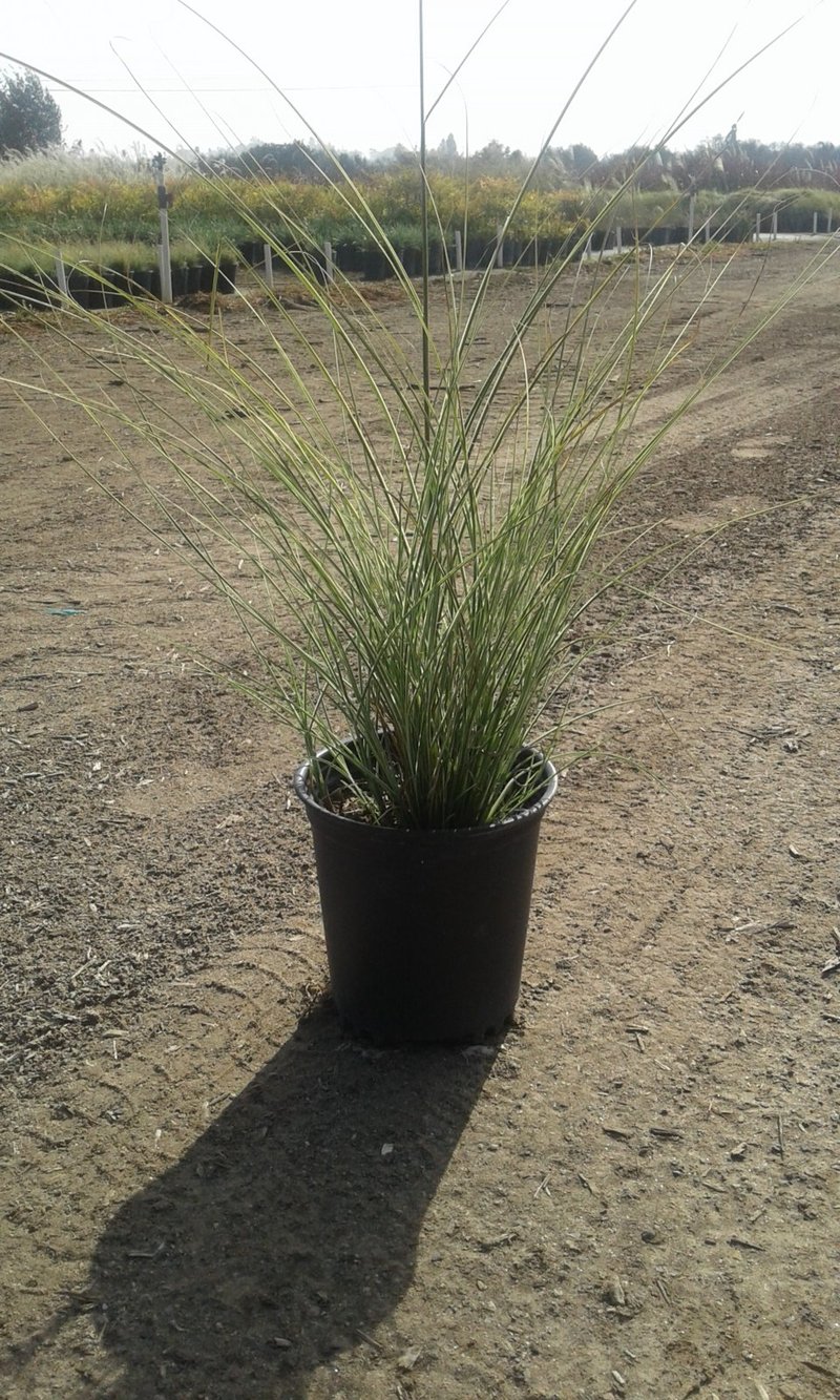 Photo for Miscanthus sinensis 'Morning Light' (Morning Light Eulalia)