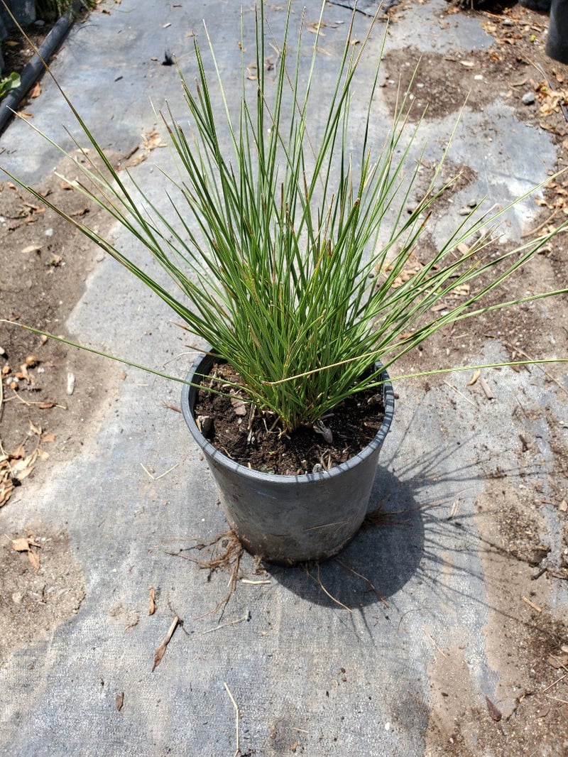 Photo for Festuca mairei (Atlas Fescue)
