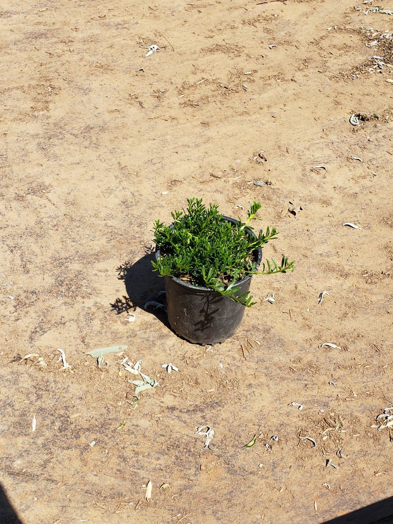 Photo for Myoporum parvifolium 'Pink' (Pink Australian Racer, Pink Groundcover Myoporum)