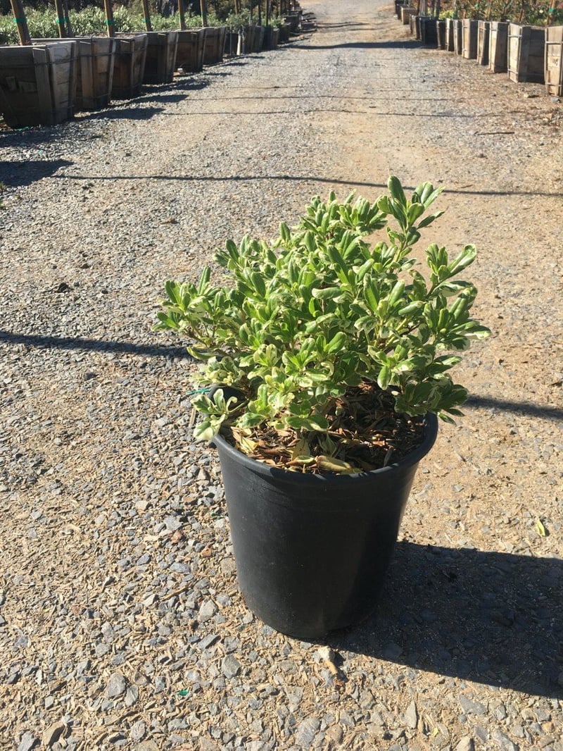 Photo for Pittosporum tobira 'Variegata' (Variegated Japanese Mock Orange)