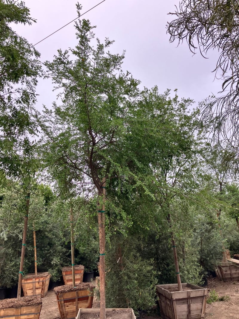 Photo for Ulmus parviflora 'Drake' (Standard) (Drake's Chinese Elm)