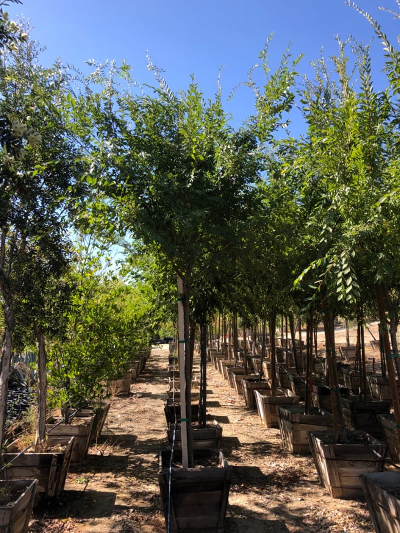 Photo for Ulmus parviflora (Chinese Elm)