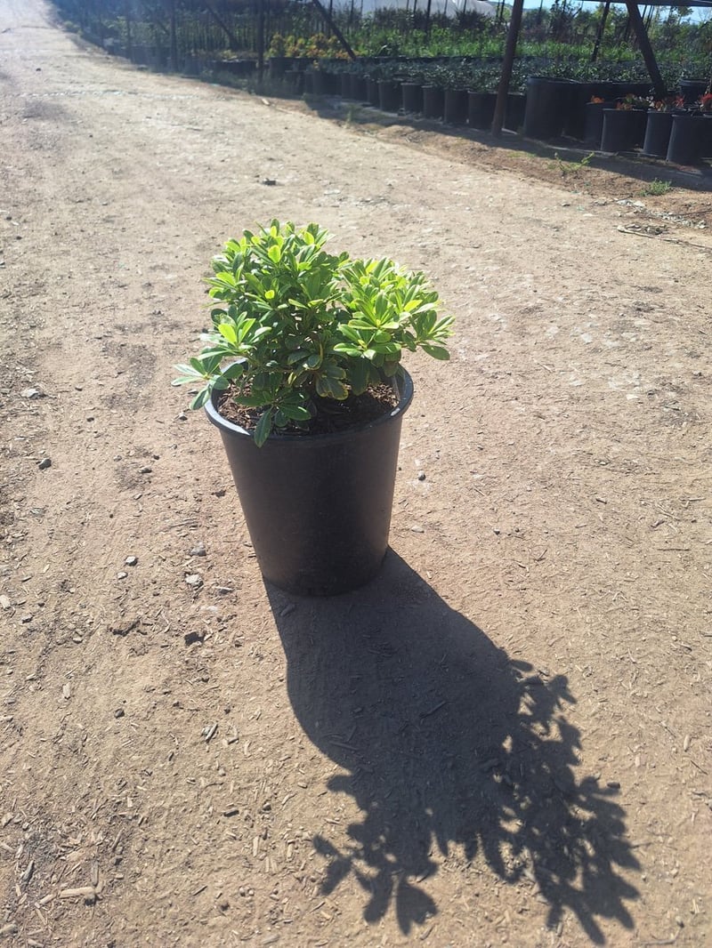 Photo for Pittosporum tobira 'Shima' (Cream De Mint Dwarf Mock Orange)