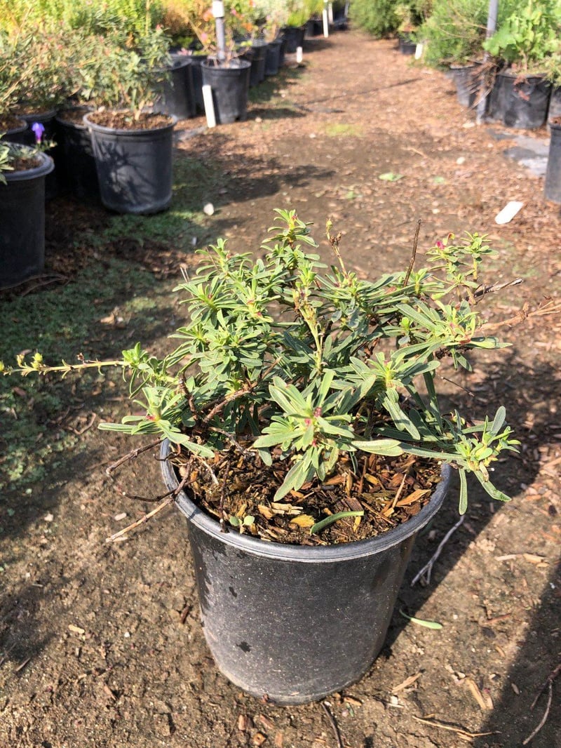 Photo for Penstemon heterophyllus 'Margarita BOP' (Margarita BOP Beardtongue)