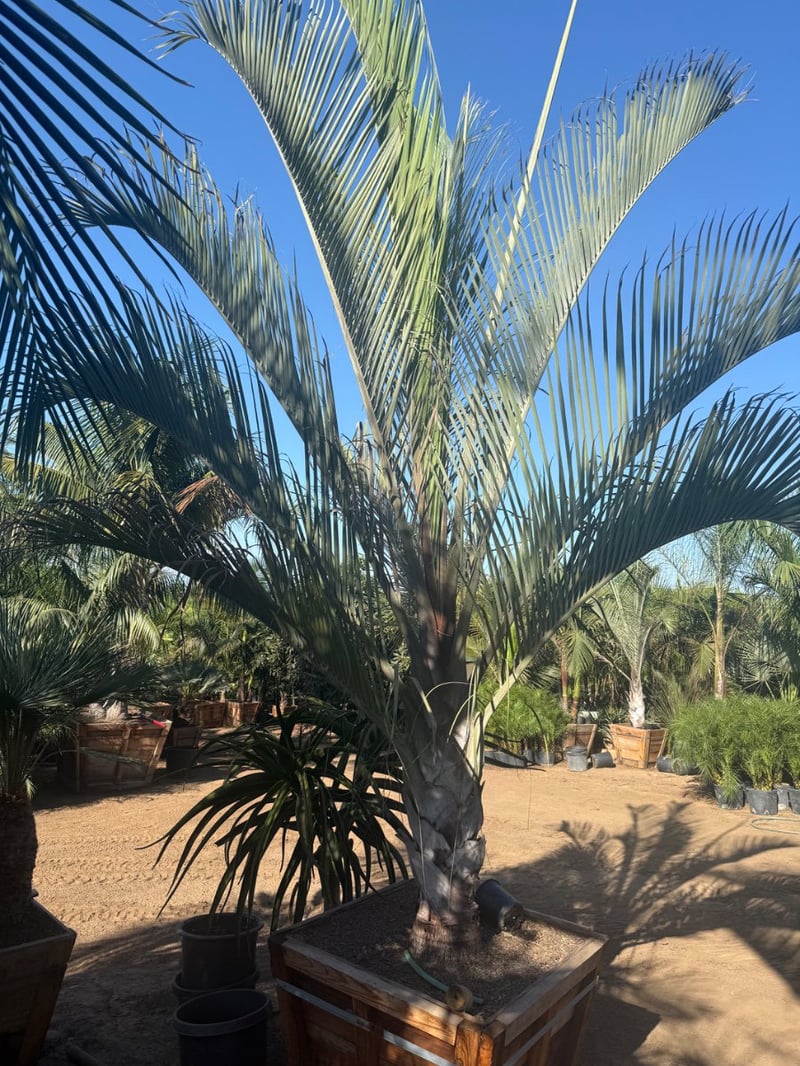 Photo for Dypsis decaryi (Triangle Palm)