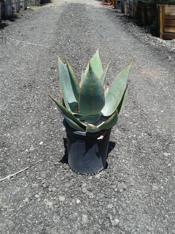 Photo for Agave celsii  (Agave celsii )