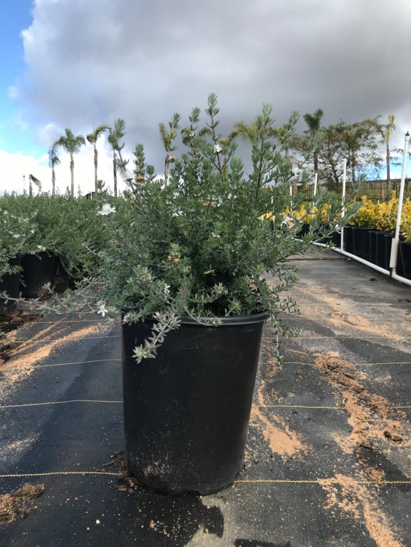 Photo for Westringia fruticosa (Coast Rosemary)