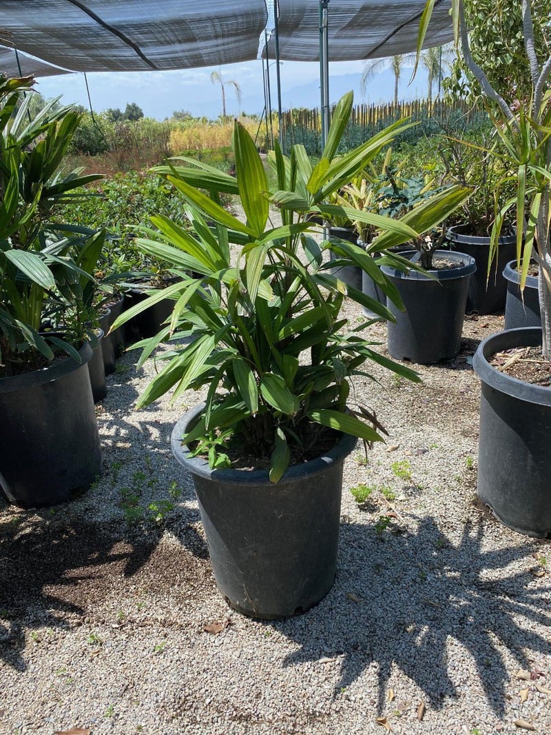 Photo for Rhapis humilis (Slender Lady Palm)