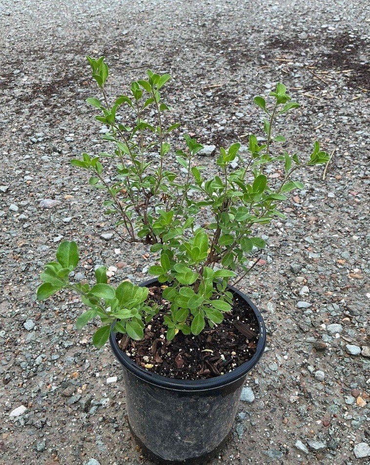 Photo for Salvia greggii (Autumn Sage)