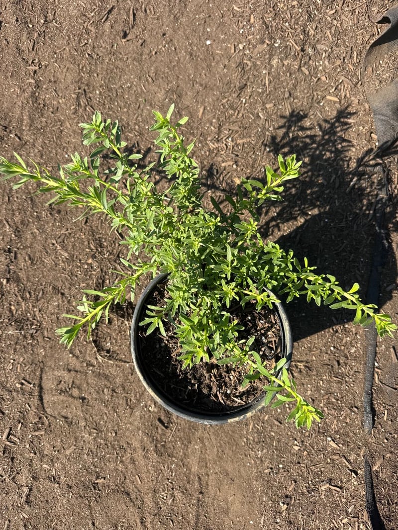 Photo for Myoporum parvifolium 'Putah Creek' (Creeping Myoporum)