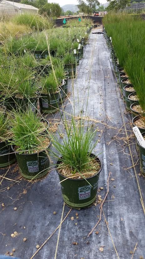 Photo for Stipa (Nassella) pulchra (Purple Stipa)