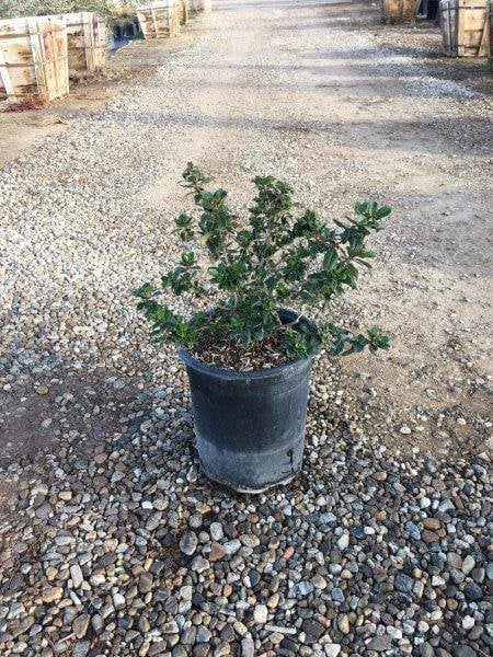 Photo for Escallonia 'Fradesii' (Frades Escallonia)