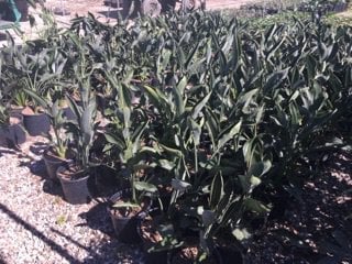 Photo for Strelitzia reginae (Bird of Paradise)