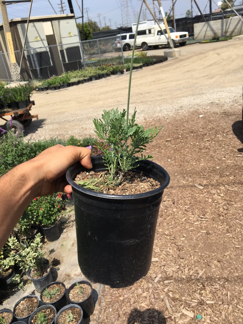 Photo for Lavandula pinnata (Jagged Lavender)