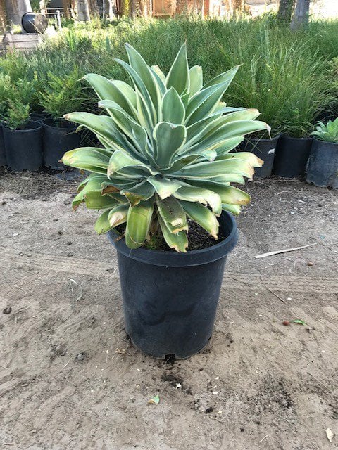 Photo for Agave attenuata 'Ray of Light' (Ray of Light Fox Tail Agave)