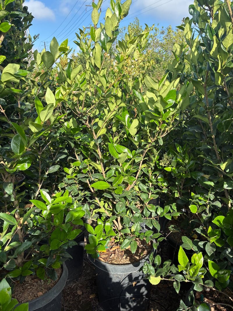 Photo for Ligustrum japonicum (Bush) (Japanese Privet)