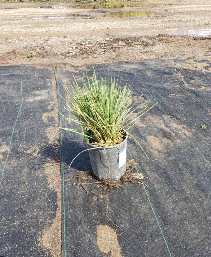 Photo for Festuca mairei (Atlas Fescue)