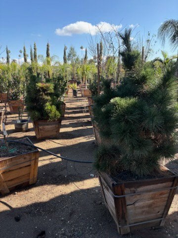 Photo for Pinus thunbergii (Japanese Black Pine)