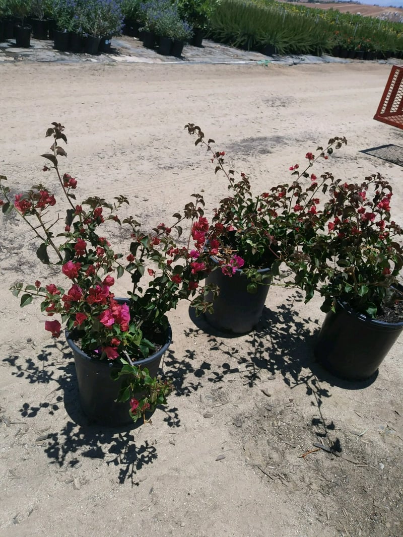 Photo for Bougainvillea ‘Temple Fire’ (Temple Fire Bougainvillea)