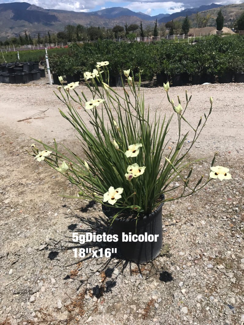 Photo for Dietes bicolor (Fortnight Lily, African Iris)